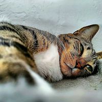Emergency Veterinary Hospital ico