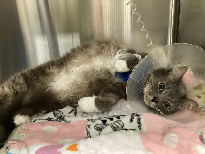 Emergency Veterinary Hospital Picture 5