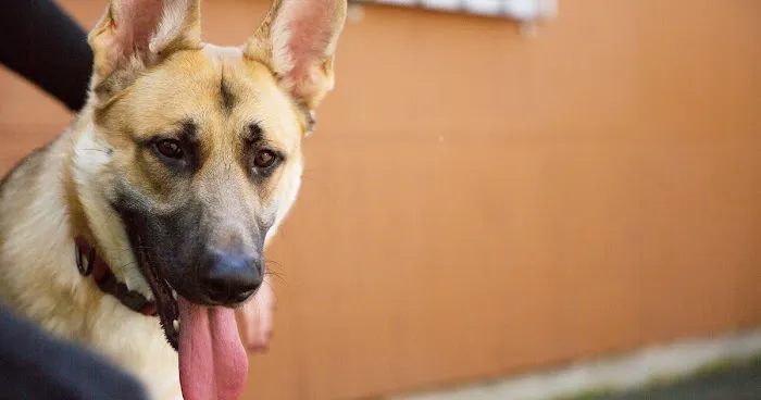 Emergency Veterinary Hospital Picture 7