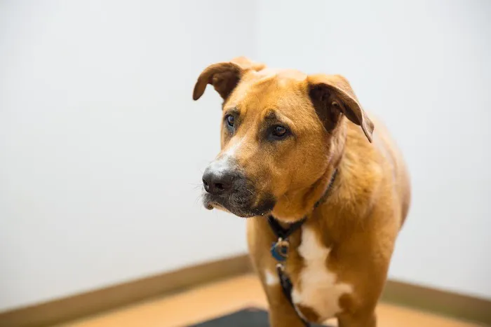 Emergency Veterinary Hospital Picture 10