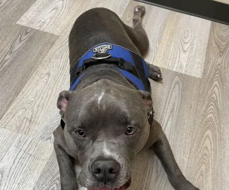 Eugene Animal Hospital PC