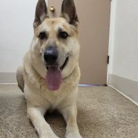 Amazon Park Animal Clinic ico