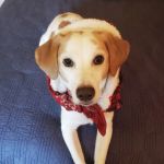 Animal Health Associates
