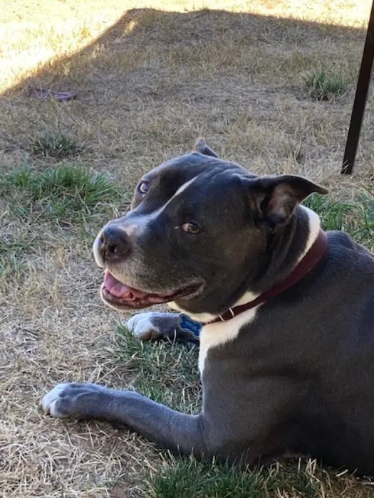 Balance Veterinary Care Picture 4