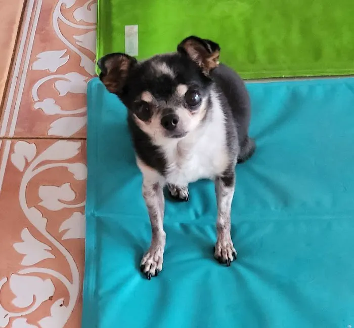 Balance Veterinary Care Picture 7