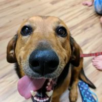 South Mesa Veterinary Hospital ico