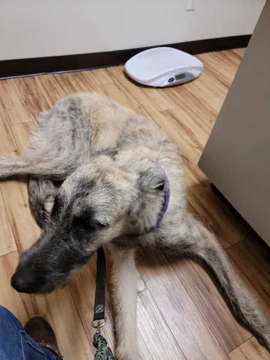 South Mesa Veterinary Hospital Picture 6