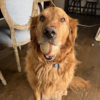 Moore Animal Hospital ico