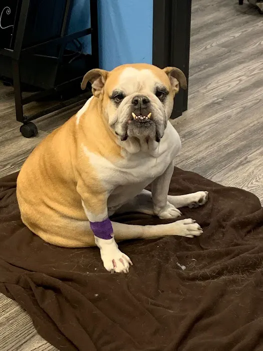 Moore Animal Hospital Picture 2
