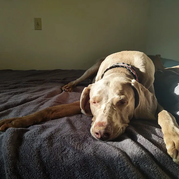 Moore Animal Hospital Picture 5