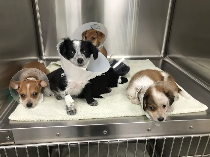 Midtown Veterinary Medical Center Picture 2