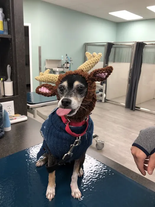 Midtown Veterinary Medical Center Picture 4