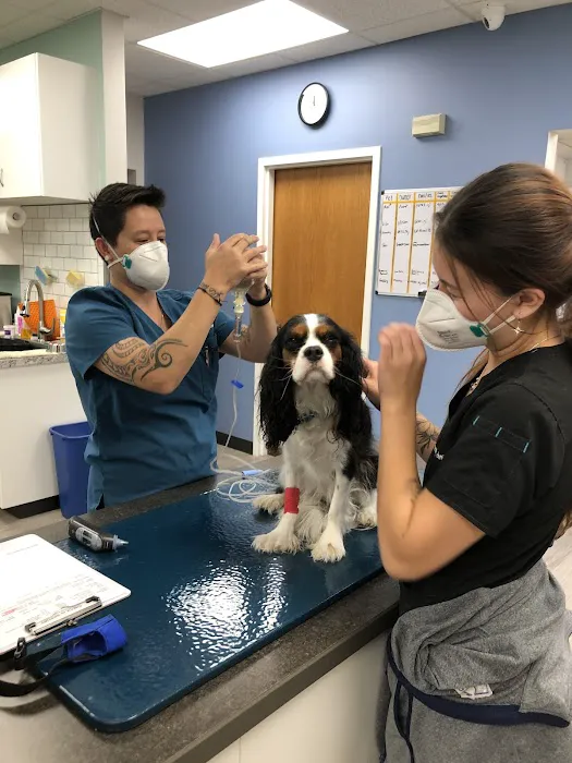 Midtown Veterinary Medical Center Picture 5