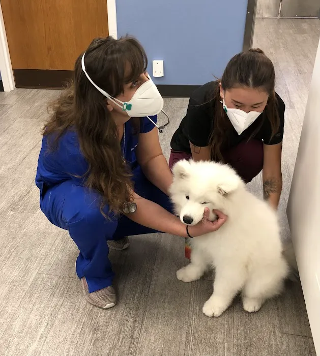Midtown Veterinary Medical Center Picture 3