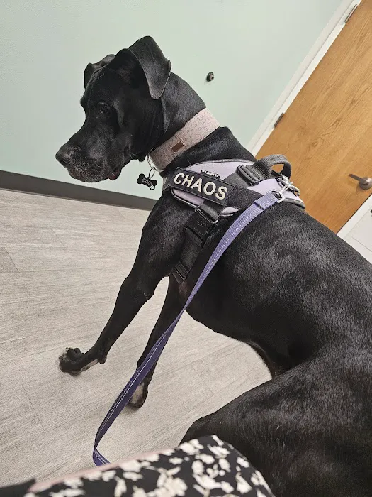 Midtown Veterinary Medical Center Picture 1