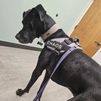 Midtown Veterinary Medical Center ico