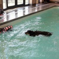 Advanced Animal Care of Colorado ico