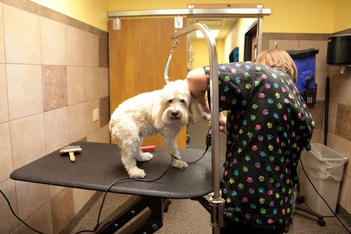 Advanced Animal Care of Colorado Picture 10