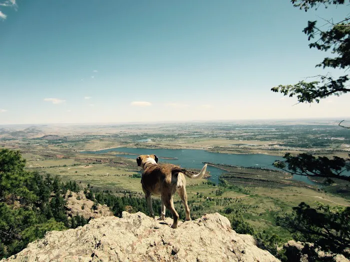 Red Sage Integrative Veterinary Partners Picture 1