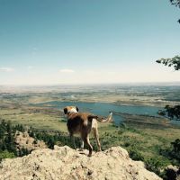 Red Sage Integrative Veterinary Partners ico