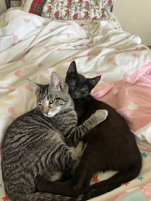 Animal Friends Alliance Picture 1