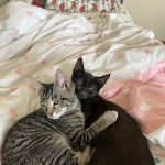 Animal Friends Alliance