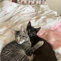 Animal Friends Alliance ico