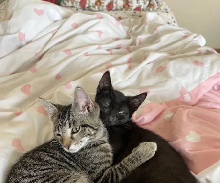 Animal Friends Alliance