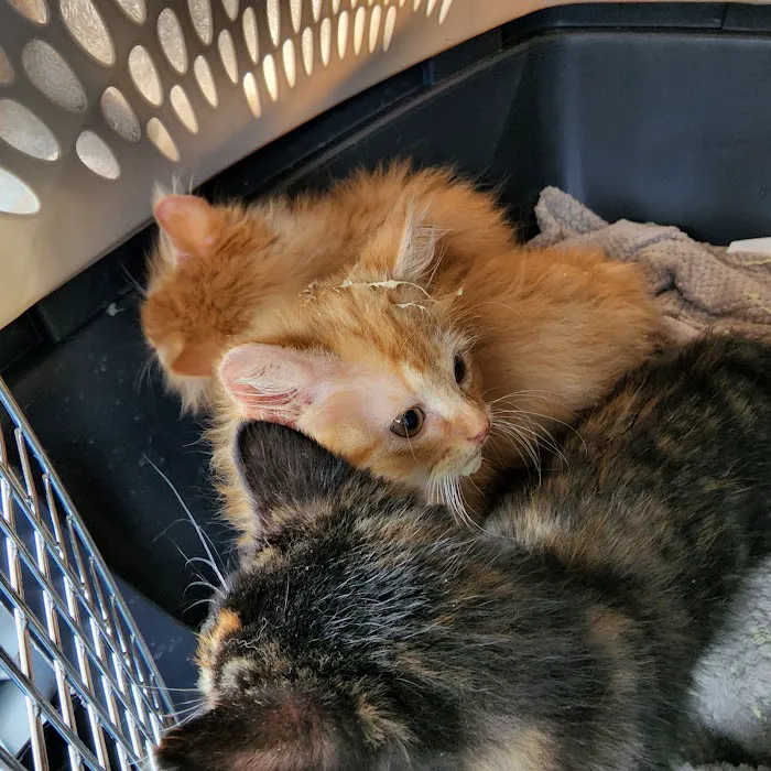 Animal Friends Alliance Picture 8