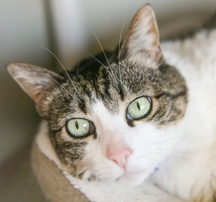 Animal Friends Alliance Picture 9