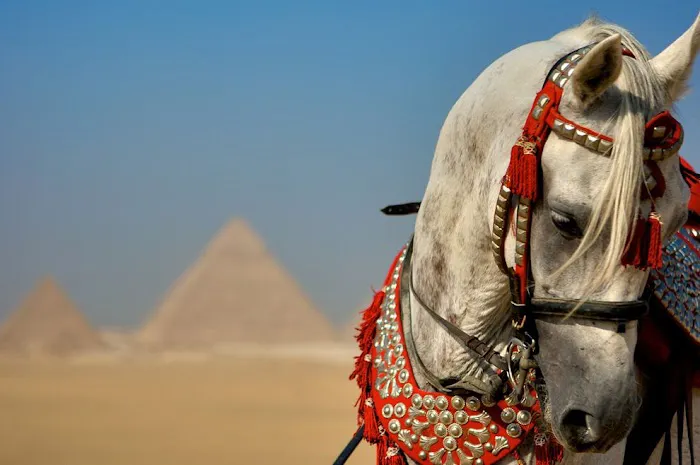Vetline Equine Picture 4