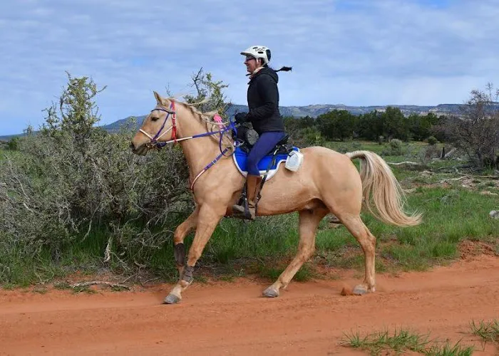Vetline Equine Picture 5