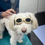 Optimal Animal Health