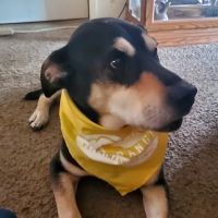 Front Range Veterinary Clinic ico