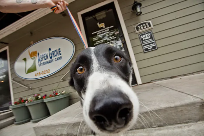Aspen Grove Veterinary Care Picture 8