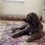 Bollinger Canyon Animal Hospital