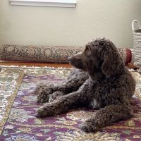 Bollinger Canyon Animal Hospital ico