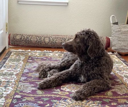Bollinger Canyon Animal Hospital