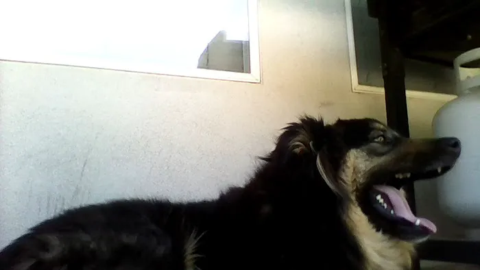 Bollinger Canyon Animal Hospital Picture 5