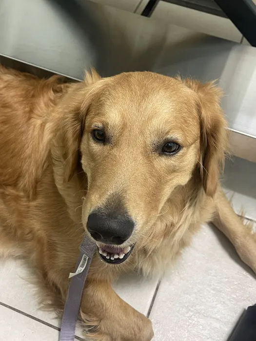 VCA Cypress Animal Hospital Picture 1