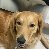 VCA Cypress Animal Hospital ico