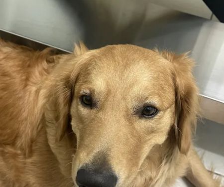 VCA Cypress Animal Hospital