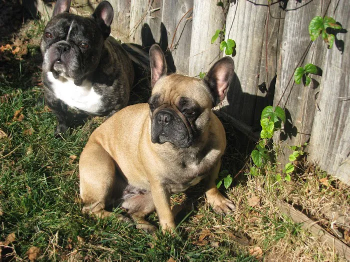 VCA Cypress Animal Hospital Picture 10