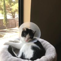 Vetco Total Care Animal Hospital ico