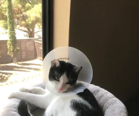 Vetco Total Care Animal Hospital