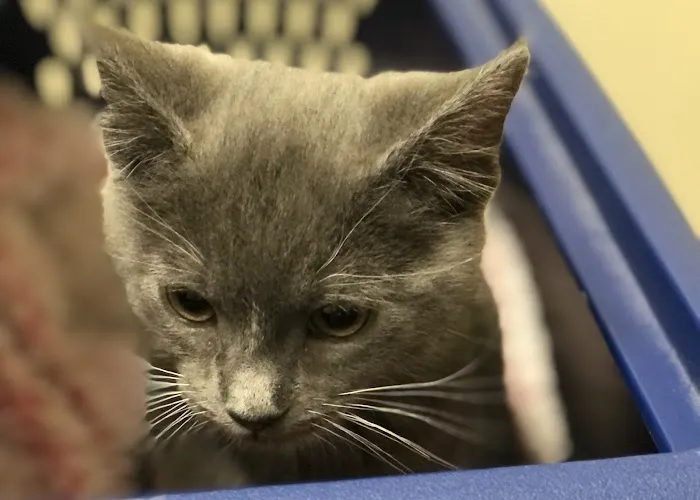 Vetco Total Care Animal Hospital Picture 6