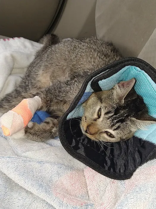 Banfield Pet Hospital Picture 1