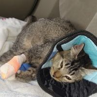 Banfield Pet Hospital ico
