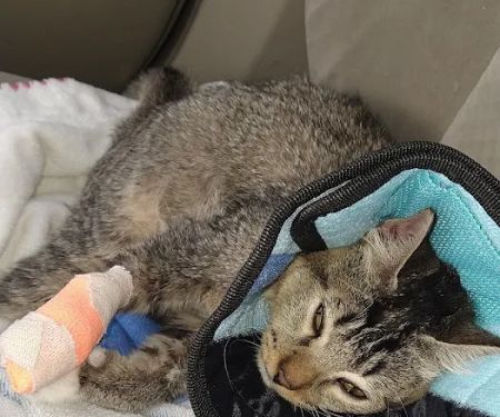 Banfield Pet Hospital
