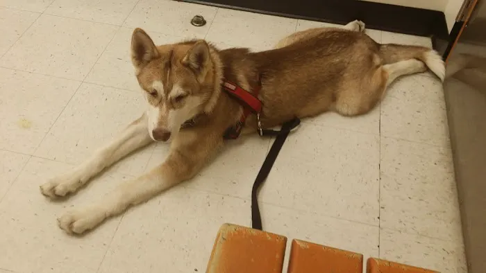 Banfield Pet Hospital Picture 2